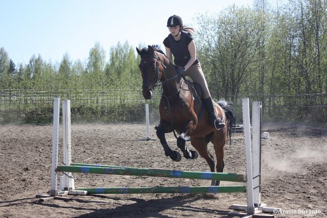 Olavi jollain estetunnilla vuonna 2009. Ihan mieletön hevonen, täyttä dynamiittia. ♥
