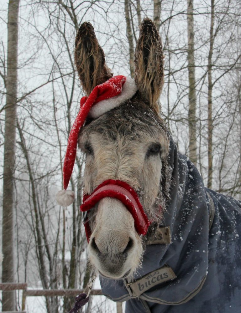 ... Tämä oli taas ihan korvat tötteröllä koko ajan. :D