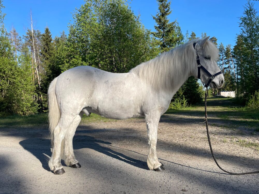 Kesä 2024, normaalipainoinen hevonen